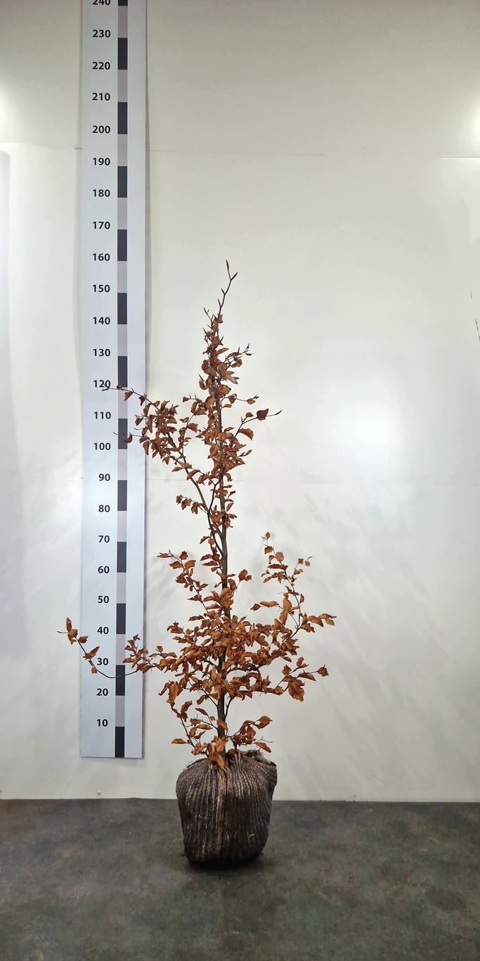 Fagus sylvatica - 150-175 CM RB